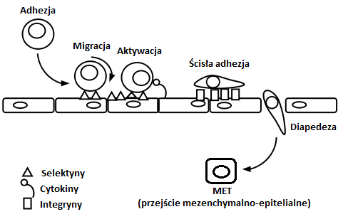 Ekstra.jpg