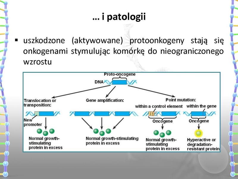Plik:Rola mutacji w procesie nowotworzenia oraz w leczeniu nowotworów.pdf