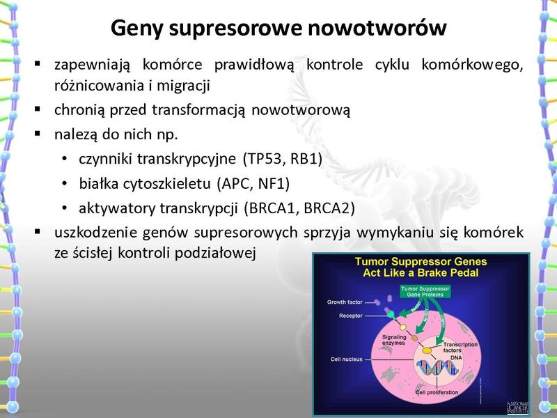 Plik:Rola mutacji w procesie nowotworzenia oraz w leczeniu nowotworów.pdf