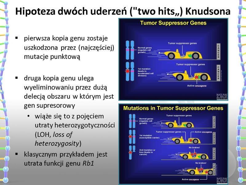 Plik:Rola mutacji w procesie nowotworzenia oraz w leczeniu nowotworów.pdf