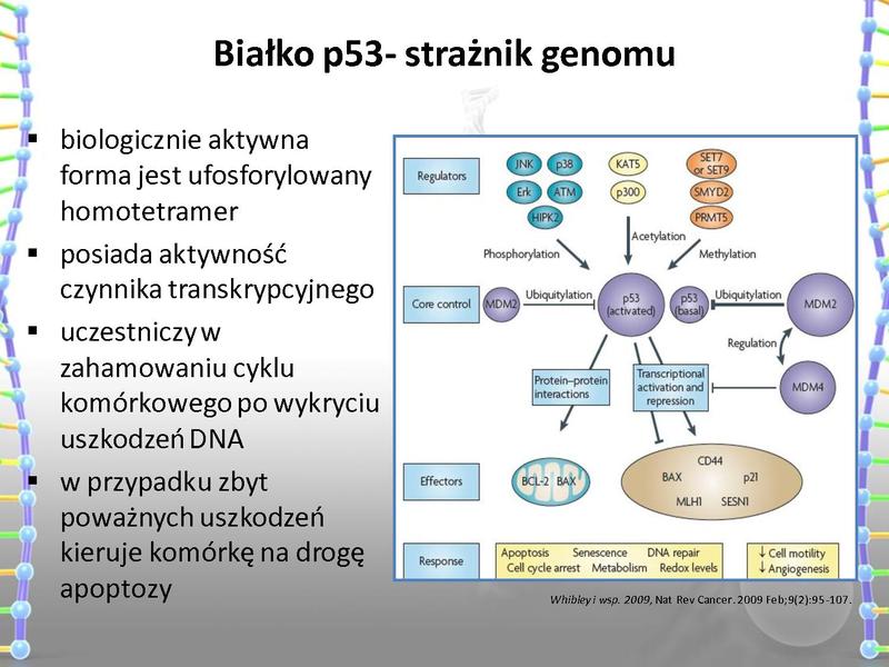 Plik:Rola mutacji w procesie nowotworzenia oraz w leczeniu nowotworów.pdf