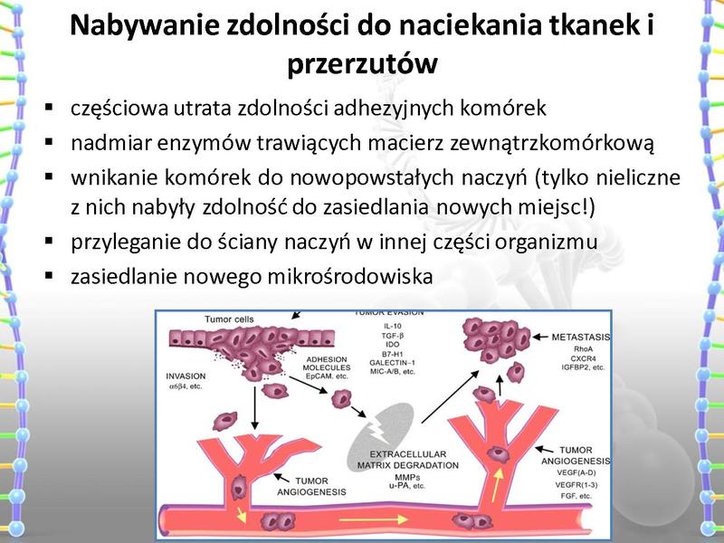 Plik:Rola mutacji w procesie nowotworzenia oraz w leczeniu nowotworów.pdf
