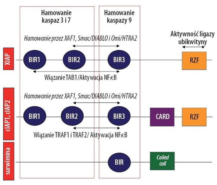 Plik:BialkazrodzinyIAP1.jpg